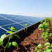 Solar Panels and Pollution-Eating Plants Team Up to Clean Toxic Italian Soil