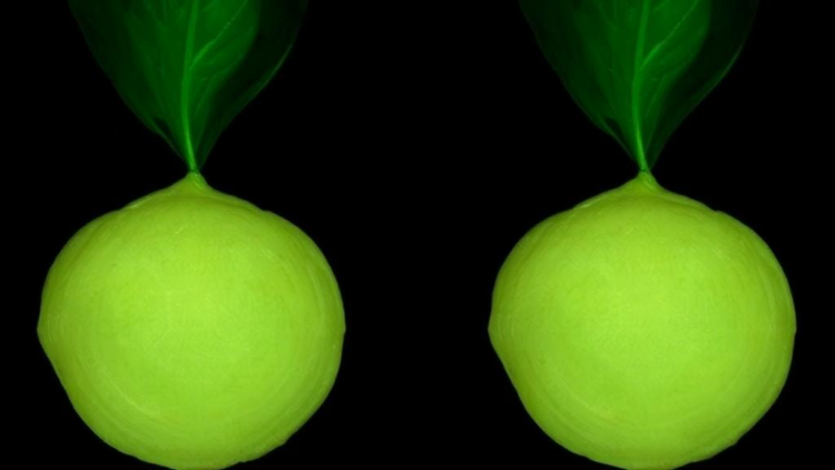 AI Turns Ordinary Photos Into Spectral Scans to Grade Cassava Starch Quality