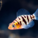 Zebrafish Reveal a Surprising Trick for Rebuilding Nerves: Letting Dendrites Go First