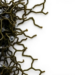 Seaweed extract reshapes zinc oxide nanoparticles, controlled study shows