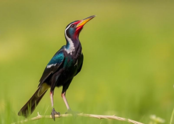 Two New Contenders for the World’s Loudest Bird Emerge From Landmark Field Study