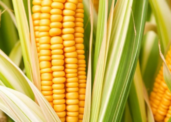 USDA Affiliation Dispute Triggers Expression of Concern Over Silicon-Cadmium Maize Study