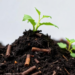 Biochar Meets Compost: Why the Hyped Soil Fix Isn’t a Climate Silver Bullet
