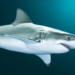 White Shark Algorithm Shows Promise for Classifying High-Dimensional Cancer Data