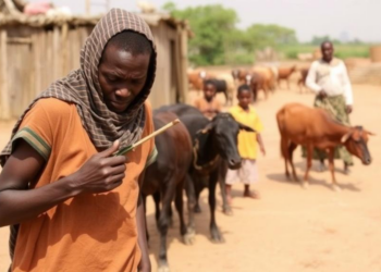 Food Insecurity Grips Rural Somaliland as Warming Climate Reshapes Agro-Pastoral Life