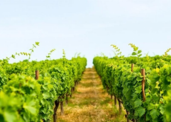 When Will the Next Mildew Wave Hit? AI Models Learn to Time Vineyard Disease Outbreaks
