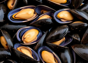 Portuguese Mussels Reveal a Decade of Hidden Contamination Patterns