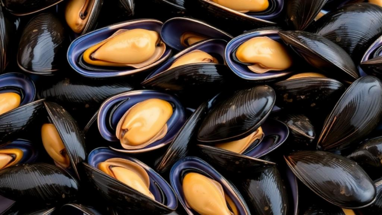 Portuguese Mussels Reveal a Decade of Hidden Contamination Patterns