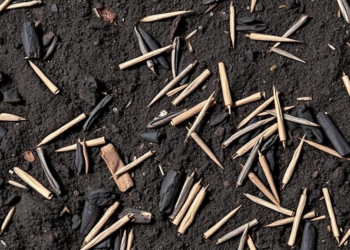 Biochar and Silicon Team Up to Shield Triticale from Lead-Tainted Soil