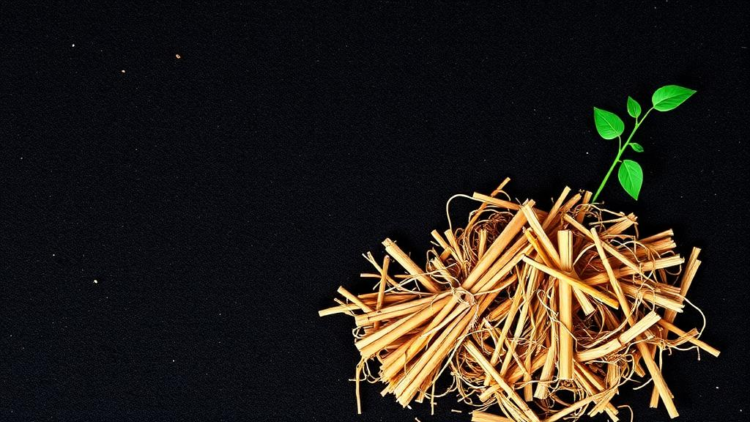 Straw, Compost and Biochar Rebuild the Hidden Plumbing of China’s Fading Black Soil