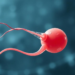PFOA Replacements Found to Sabotage Human Sperm Through Calcium and Mitochondrial Damage
