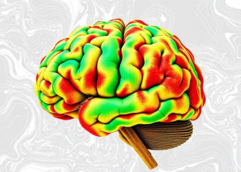 Big Brain Windows May Warp the Very Maps Scientists Use Them to See