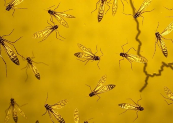 Hidden Infections Surface as Malaria Wanes in Namibia’s Zambezi Region