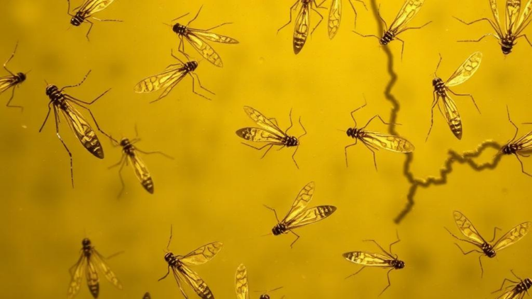 Hidden Infections Surface as Malaria Wanes in Namibia’s Zambezi Region