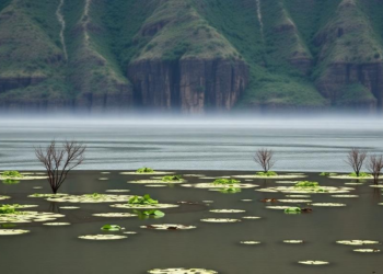 As a Chinese Lake Shrinks, Its Wetlands Are Quietly Leaking Carbon