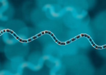 Gut Bacteria Genes May Predict Who Responds to Antidepressants