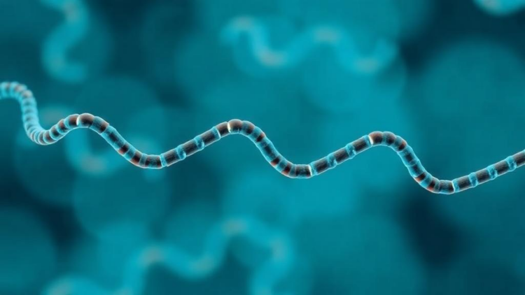 Gut Bacteria Genes May Predict Who Responds to Antidepressants