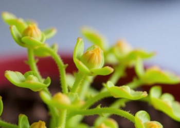 How a Heat-Loving Plant Rewires Its RNA to Survive Scorching Temperatures