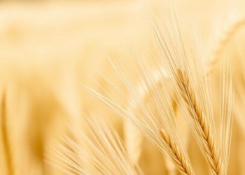 Genetic Hotspots for Grain Size Uncovered in Durum Wheat