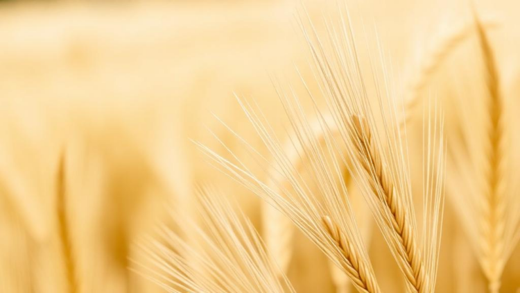 Genetic Hotspots for Grain Size Uncovered in Durum Wheat