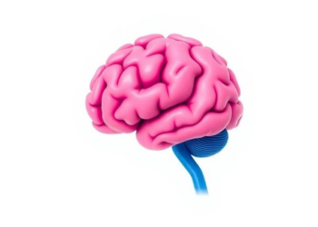 Rethinking Brain Health: How Early Life Shapes the Brain Across a Lifetime