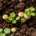 Fungi-Savvy Herbs Thrive in Their Own Soil, Study Finds