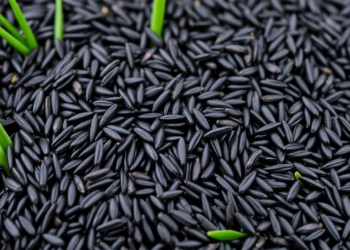 Scientists Map a Smarter Route to Supercharge Black Rice Antioxidants Without Sacrificing Yield