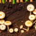 Sugarcane’s Hidden Underground Clock: Phosphorus Swings Reshape Soil Fungi Across the Crop Cycle