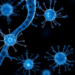Master Switch Discovered That Decides How Adult Spinal Cord Stem Cells Choose Their Fate