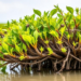 Mangrove Chemical Secrets Could Help Breed Salt-Proof Crops