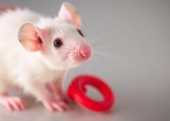 Dual-Target Antibody Strikes Two Inflammatory Pathways to Ease Colitis in Mice