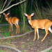 Deep Learning Turns Millions of Wildlife Camera Trap Images Into Conservation Action