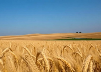 Machine learning reveals when wheat fields leak the most nitrous oxide