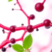 How Plant Polyphenols May Slow the Arterial Damage Behind Heart Attacks and Stroke