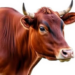 PCR Test Comparison Reveals Hidden Burden of Cattle Anaplasmosis in Venezuela