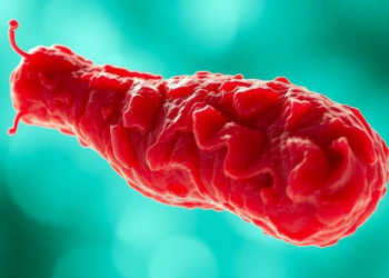 Too Much Oxygen Undermines Vitamin K2 Output in Fermented Meat Bacterium
