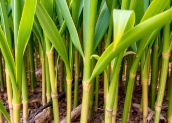 Exonuclease Boost Makes CRISPR Cas12a Cut Big Chunks Out of Sugarcane’s Daunting Genome