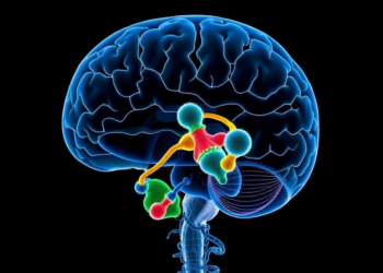 Embryonic Origin Rewires a RUNX2-MicroRNA Circuit That Decides Which Skull Sutures Heal