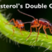 Ergosterol’s Double Game: How a Fungal Membrane Molecule Shapes Termite Immunity