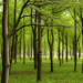 Slovak scientists teach a swarm algorithm to plan forests tree by tree