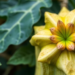 One Gene Shapes Gourds: BhYAB2 Emerges as a Master Switch for Fruit and Leaf Form