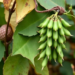 Three Diseases Threaten Bangladesh’s Bush Beans, and the Local Variety Fares Worst