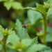 AI That Shows Its Work: Explainable Deep Learning Spots Crop Pests in Real Time