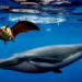 Bats and Whales Age Differently: Genomes Reveal Two Separate Roads to Long Life
