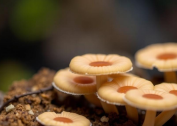 AI Model Mines Fungal Chemistry for New Diabetes Drug Leads