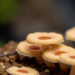 AI Model Mines Fungal Chemistry for New Diabetes Drug Leads