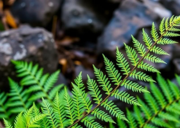 Climate Change Could Expand the Range of a Fern That Mines Rare Earth Elements