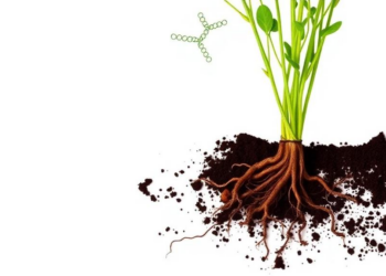 Soil Bacterium From Licorice Roots Strips MRSA Biofilms and Silences Their Genes