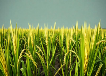 Salt in the Water, Hunger in the Fields: Rice Hits a Yield Cliff at Just 1.4 Parts Per Thousand