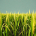 Salt in the Water, Hunger in the Fields: Rice Hits a Yield Cliff at Just 1.4 Parts Per Thousand
